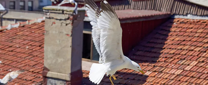 Residential Chimney Animal Removal Solution in Huber Heights, OH